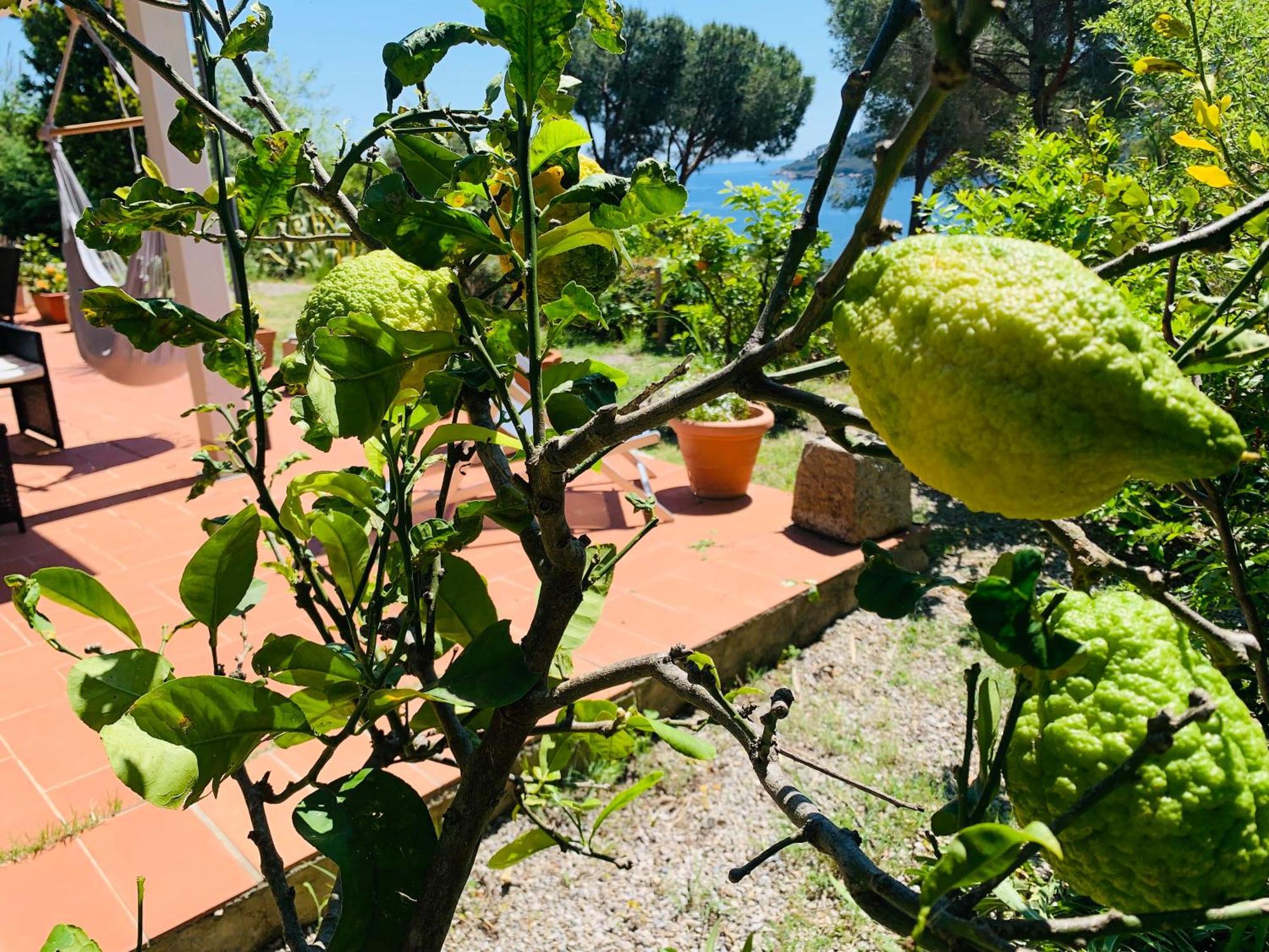 Case Dei Limoni Sul Mare Capoliveri  Eksteriør billede