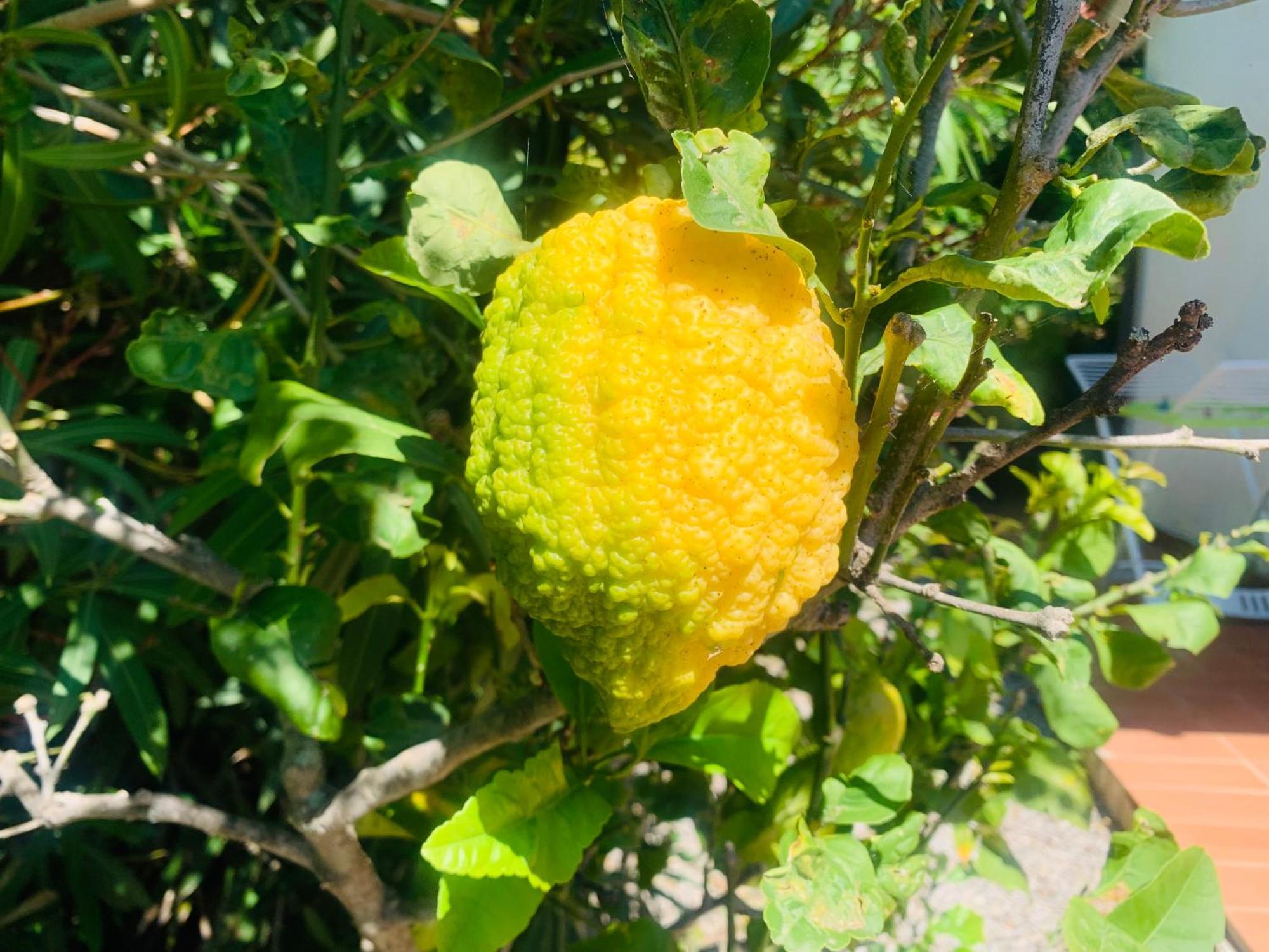 Case Dei Limoni Sul Mare Capoliveri  Eksteriør billede